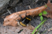 En Humle som flytter på et blad som er mye større en den, da er jo spørsmålet - hvorfor det da?