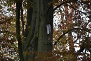 Denne blir lettere å overse når det blir frodig i naturen