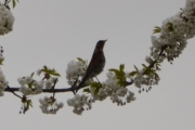 En Gråtrost og hvite blomster