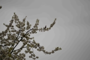 Her for jeg faktisk en fugl og blomster