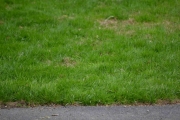 Gressmattene begynner å bli grønne og fine