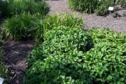 En veldig flott hage med gamle spennende planter