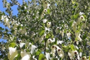 Et vakker og spesielt tre og det blomstrer bare i slutten av mai