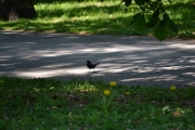 Ny fugl spaserer over gangveien