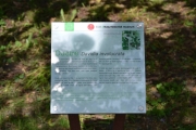Her er det til og med en info tavle som forteller litt om treet