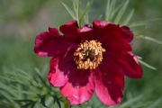 Nå er jeg et annet sted og tar bilde av en blomst