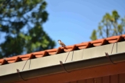 Noen småfugler på taket ved hovedgården