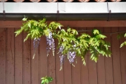 Ved siden av toalettet hang det bortover noen vakre planter med blomster