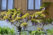 Og langs veggen på hovedgården var det vakre blomster langs veggen