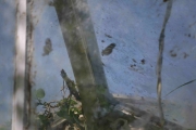 Prøvd å stå utenfor og ta bilder av sommerfugler inne i Victoria huset? Det har jeg, ikke å anbefale