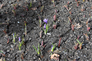 Og her dukker det opp noen blomster allerede