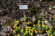 Siden fuglene ikke dukker opp med en gang, tar jeg flere bilder av blomstene underveis.