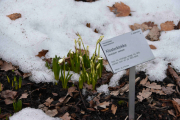 Tar et bilde av en plante herfra også da, Klosterklokke