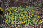 Vi rusler videre og flere steder vokser det opp blomster på lune steder sånn som her