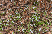 Siste blomsterbilde nå, vi må se på utsikten også