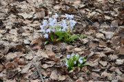 Noen flere blomster som kommer opp