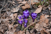 Blomster ser vi like ved også