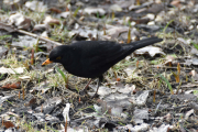 Men så stopper den og jeg kan rusle videre
