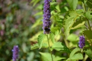 Som vanlig ser jeg etter spennende insekter, dette er en Humle som ikke lar seg zoome inn