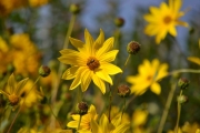 En gul blomst med et insekt