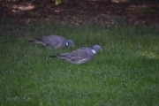 To duer spaserer og koser seg på gresset