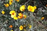 Ikke bare det, hun oppdager gule blomster også på veien