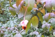 Plutselig oppdager min kone en blomst med et øye