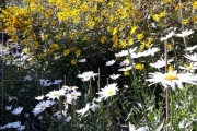 Flere og flere blomster