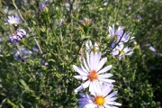 Og selvfølgelig litt flere blomster
