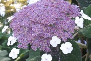 Men først må vi innom en blomst, den er så fin og vakker