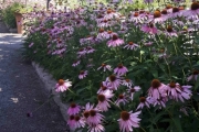 Vi tar noen bilder av blomster mens vi går nedover