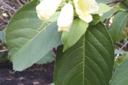 Vi må ta med oss noen blomster også, selv om det er i slutten av juli blomstrer mye