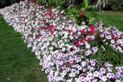 Her også har vi en fin rad med blomster