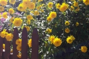Vakre gule blomster er det første som møter oss
