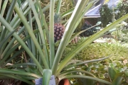 Neste plante hun ser er en Ananasplante