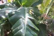Og til slutt en Bananplante, så går vi ut igjen