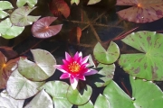 Så ser hun en vannlilje med en vakker blomst