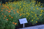 Når man er i Botanisk hage må man få med seg litt blomster også. Her ser vi Fløyelsblomsten