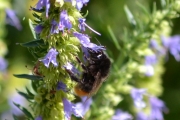 Jeg har lest at det er en del insekter her som man ikke finner så mange andre steder på grunn av diverse planter som er her