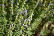 Det er ikke blomsten jeg fokuserer på her, har oppdaget en Humle