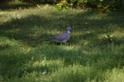 Ny due, det er mange duer i hagen i dag