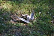 Første og forhåpentligvis den siste døde fuglen jeg ser i dag