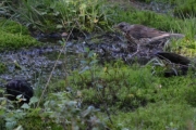 Gråtrosten flyr fram og tilbake og jager småfuglene