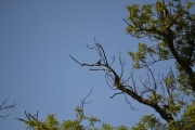 Ny fugl i treet der oppe som 5 sekunder etterpå ble skremt bort av en Måke