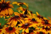 Rett før vi skal gå ut porten oppdager jeg noe i blomstene som er der