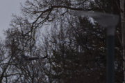 Solen har ikke kommet fram enda men her flyr en Kråke av gårde