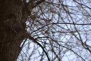Liten fugl med gult bryst i sikte
