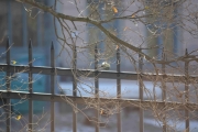 Ny fugl ved gjerde, la oss ta en titt