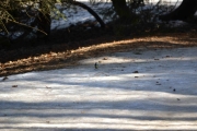 Her kommer en liten krabat tuslende, bryr seg ikke om isen på gangveien