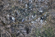 Noen Duer oppi treerne der borte